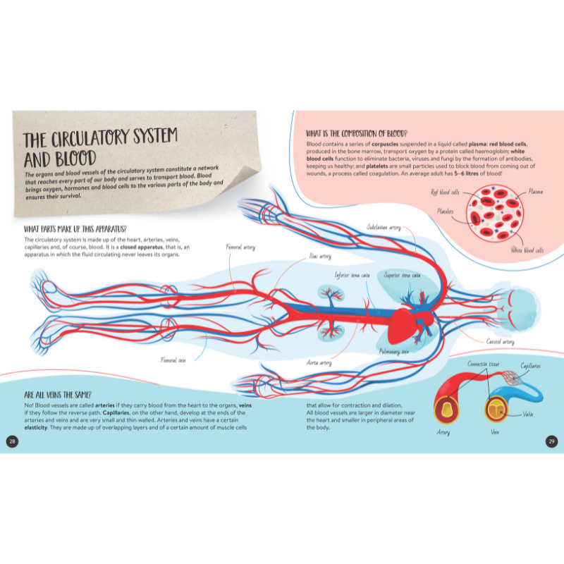 Sassi What How and Why The Human Body Book and Poster image 2
