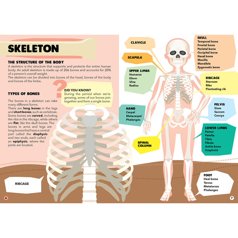 Sassi Travel, Learn and Explore - Puzzle and Book Set - The Human Body, 200 pcs image 4