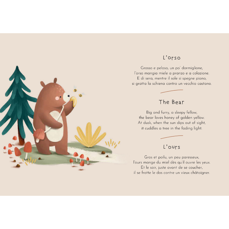 Sassi Magnetic Box Set - The Forest image 8