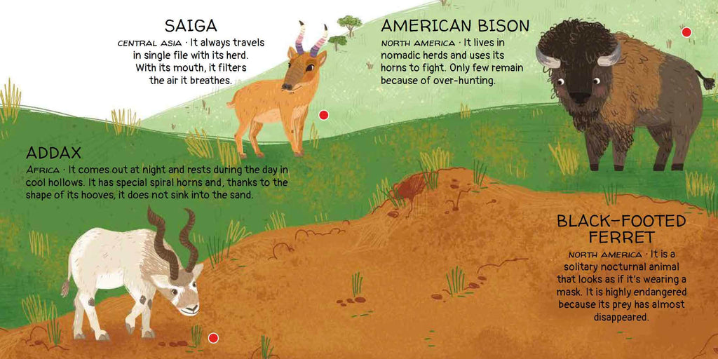 Sassi Games - Memory Matching - Animals to Save - Deserts and Savannahs image 4