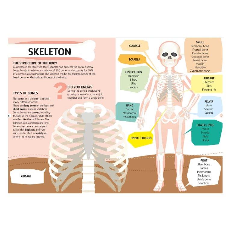 Sassi Travel, Learn and Explore The Human Body 200 pc Puzzle (2024 Version) image 2