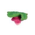 Oli & Carol Ramonita the Radish, Chewy